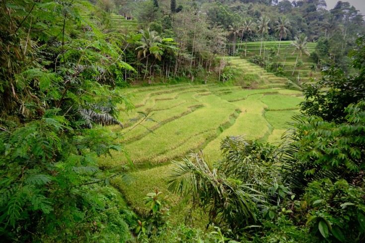 The gorgeous fields of Kampung Naga. Photo by: Sally Arnold