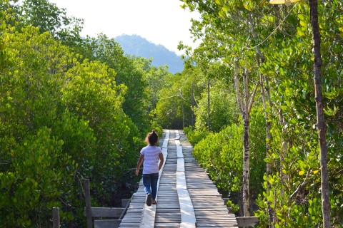 Thung Yee Pheng Mangrove Forest