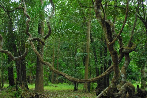 Treetop walk at Thung Khai Botanical Garden