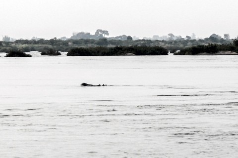 Dolphin watching near Kratie