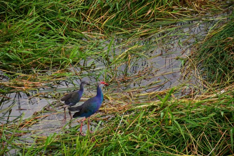 Aptly named purple swamp hens. Photo by: David Luekens