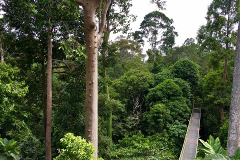 Rainforest Discovery Centre 